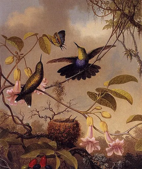 Fork-Tailed Woodnymph