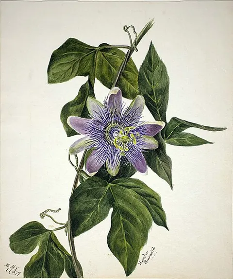 (Untitled--Flower Study)