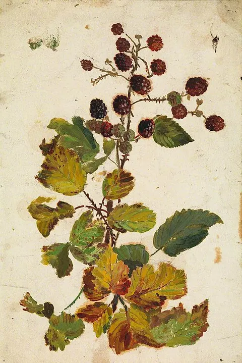Blackberries