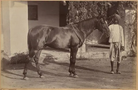 Captain Bailward's horses (recto, bottom)