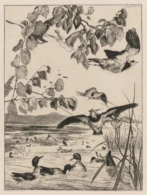 Lapwings and Teals