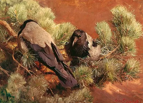 Hooded Crows