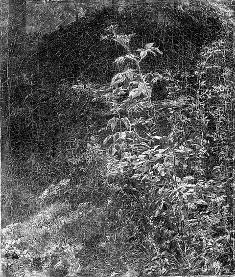 Blackberry Bush