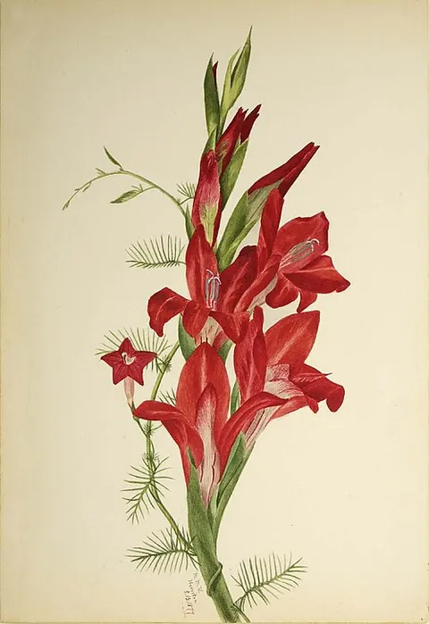 Cannas and Cypress Vine (Canna species and Ipomoea quamoclit)