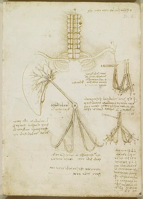 Umbilical Arterty in the Foetus of a Calf (upper right), a Child (lower right) and an Old Man (centre)