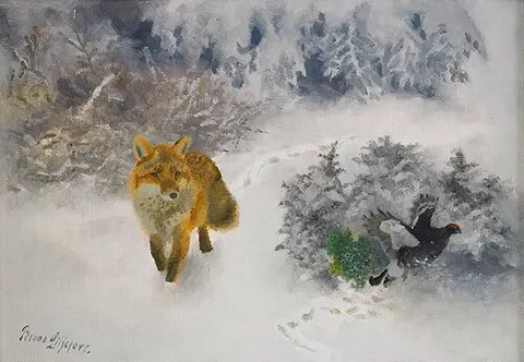 Fox and Black Grouse cock in winter landscape
