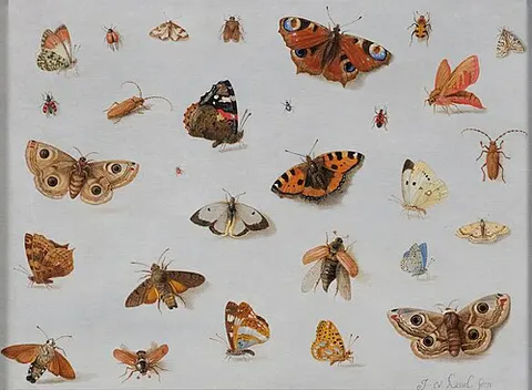 Butterflies and Insects