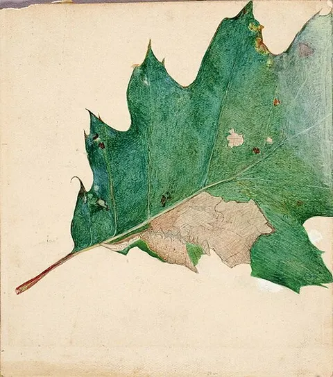 Oligocentra Lignicolor, Walker, study for book Concealing Coloration in the Animal Kingdom