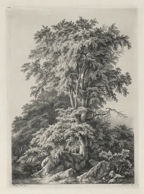 Studies Drawn and Engraved after Nature: The Beach, Fontainebleau (Études dessinées et Gravées D'après nature: Le hêtre, Fontainebleau)