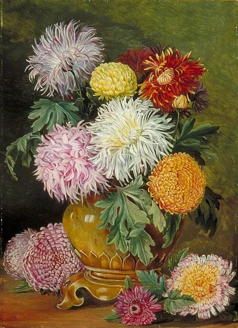 Japanese Chrysanthemums, Cultivated in This Country
