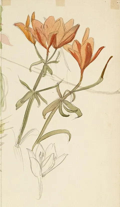 Orange Lilies