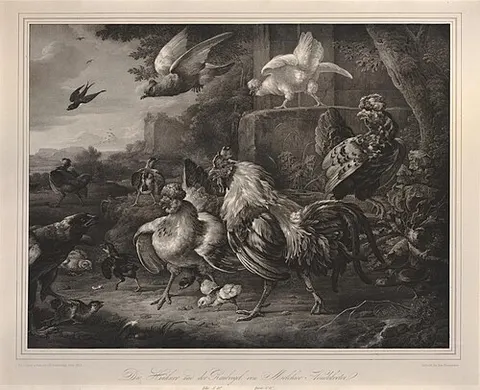 The bird of prey in the poultry yard