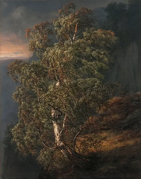 Birch Tree in a Storm