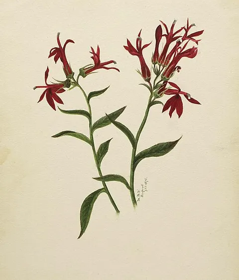 (Untitled--Flower Study)
