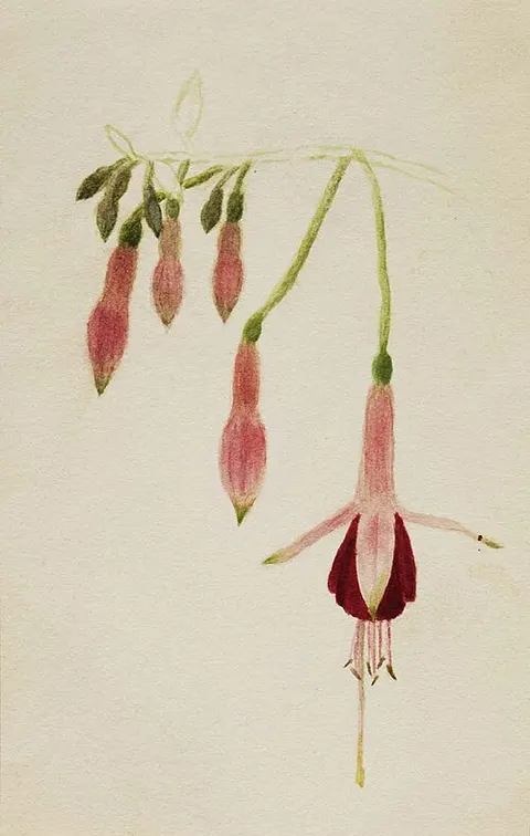 (Untitled--Flower Study)