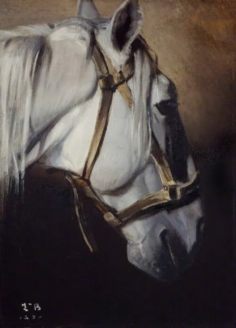 Head of a white horse
