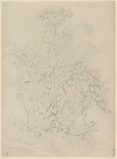 Plant Study