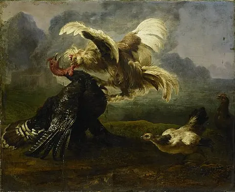 Birds fighting
