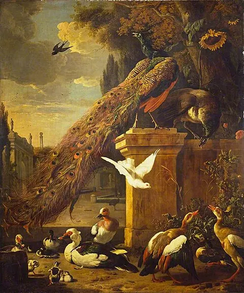 Peacocks and Ducks