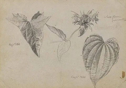 Plant Study