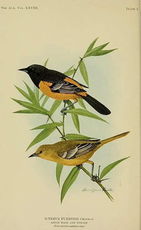 Icterus fuertesi Chapman, adult male and female