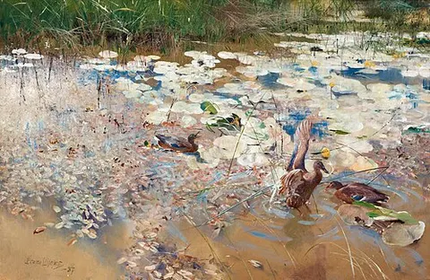 Wild ducks