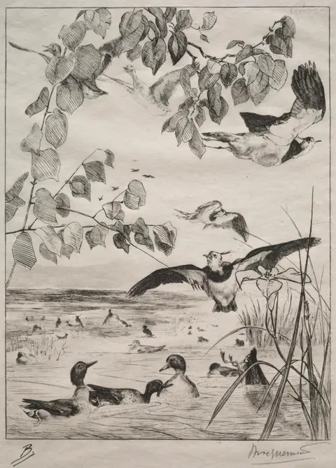 Lapwings and Teals