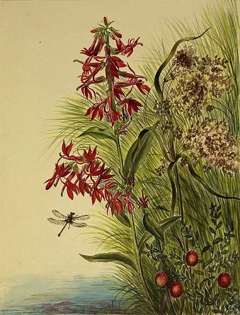 Cardinal Flower (Lobelia cardinalis)