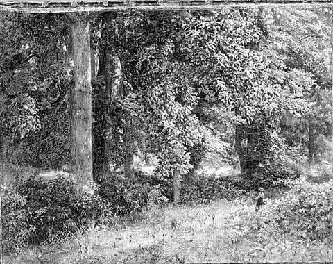Tulip Trees