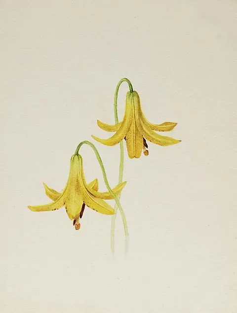 (Untitled--Flower Study)