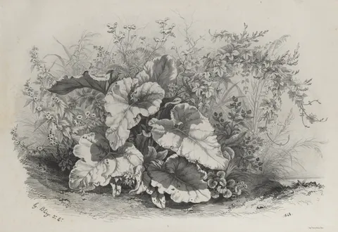 Plant Study from Group of Various Plants Drawn and Lithographed after Nature (Groupes de Plantes varies dessinées sur Nature et lithographiées...)
