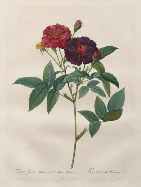 The Roses:  Rosa Gallica Purpurea Velutina Parva