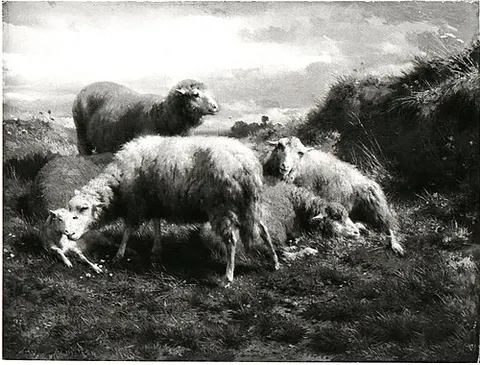 Landscape with sheep