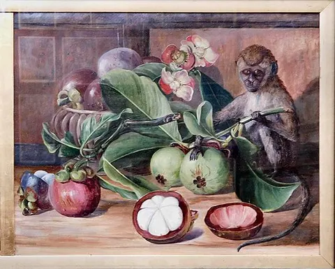 Flowers and Fruit of the Mangosteen, and a Singapore Monkey