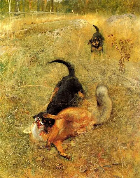 Swedish Foxhound and Fox