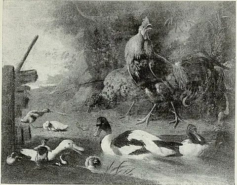 Ducks and a Cock