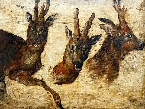 Roebucks heads