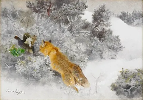 Fox and Black Grouse