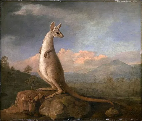 El canguro de Nueva Holanda