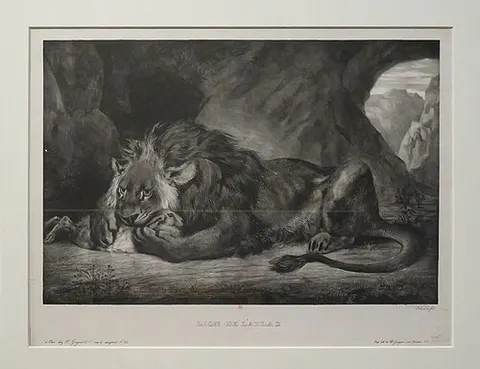 Lion of the Atlas Mountains