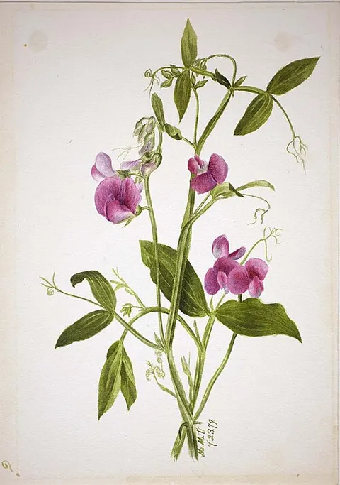 (Untitled--Flower Study)