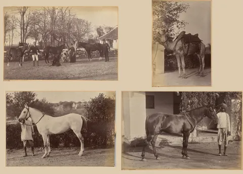 Captain Brown's horses, Jhansi (recto, top); Captain Bailward's horses (recto, bottom); Captain Bailward's camel (verso, left); Captain Bailward's horse, Jhanso (verso, right)