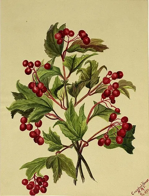 Grouseberry (Viburnum americanum)