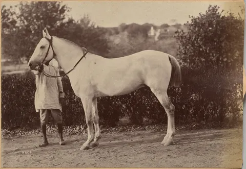 Captain Bailward's horse, Jhansi (verso, right)
