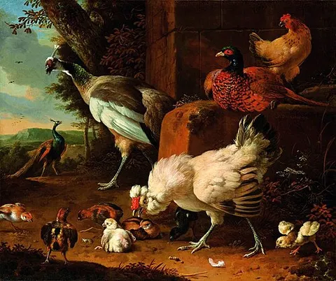Domestic fowl with a pheasant and peacocks.