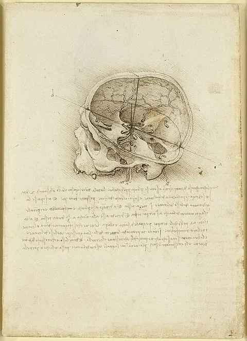 Side View of Human Skull in Sagittal Section, with Cranial Nerves