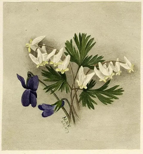 Dutchman's Breeches (Bikukulla cucullaria)