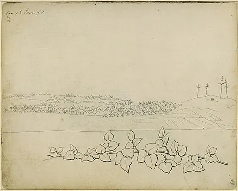 Mountaineous landscape with four high pine trees, below a branch with leaves