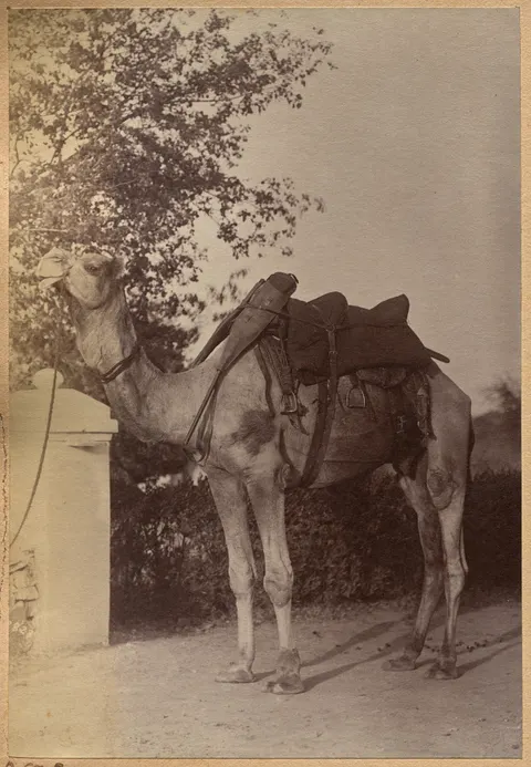 Captain Bailward's camel (verso, left)