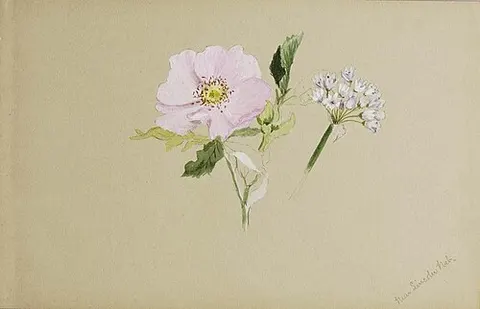 (Untitled--Flower Study)